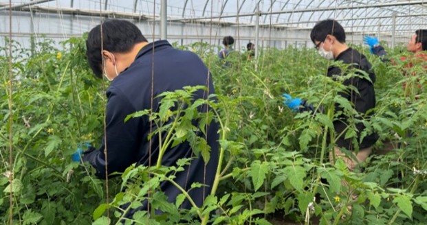 「ミニトマト農業体験＠平和堂ファーム」を開催しました